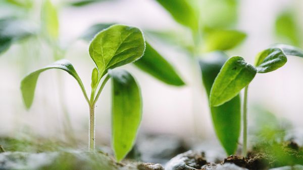 Thumbnail image of Sustainable Veganism